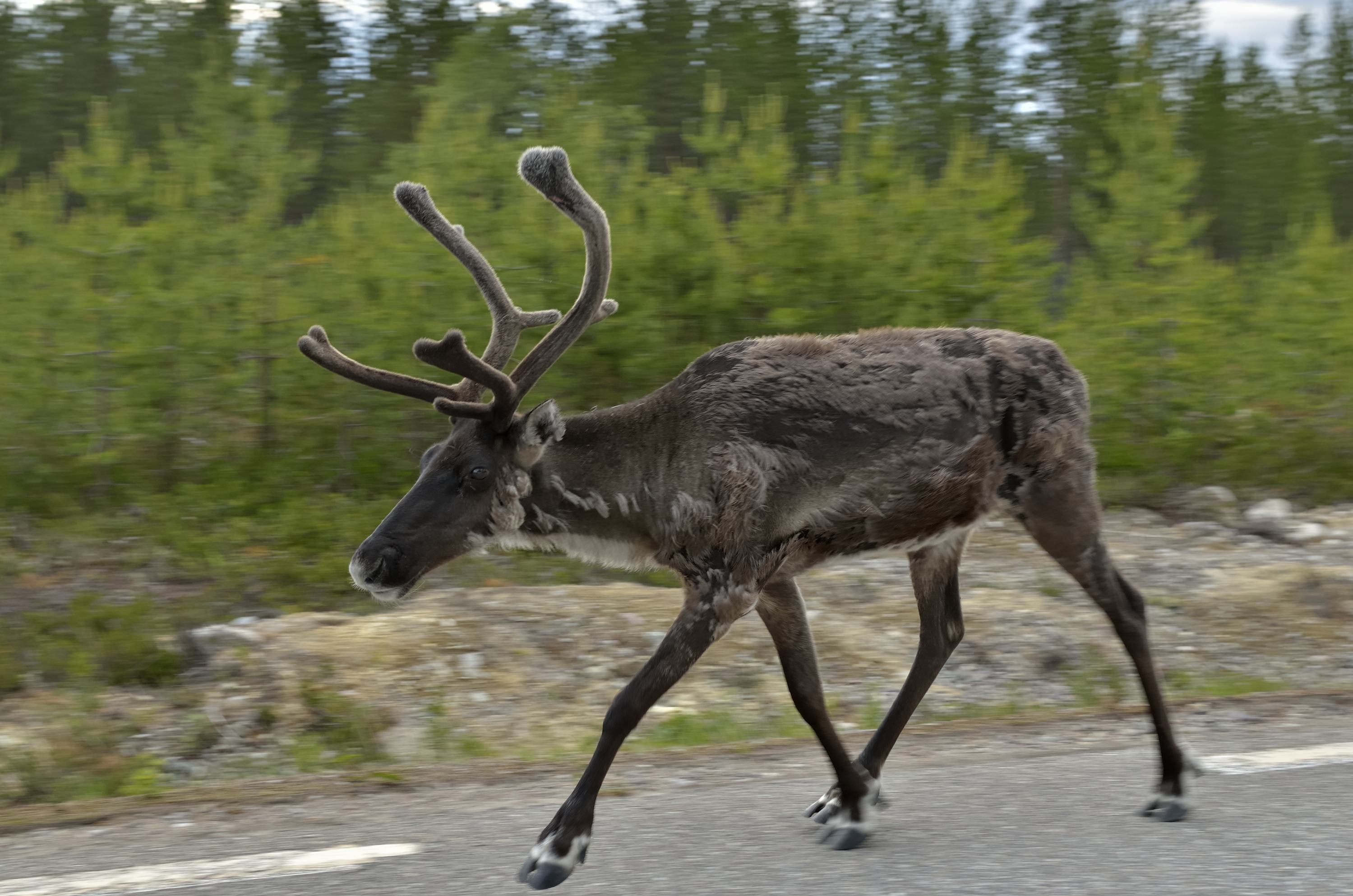 raindeer